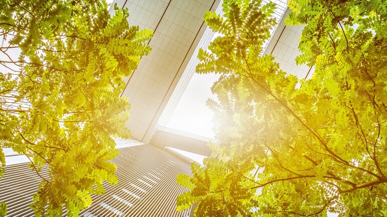 Sustainability at Facility Management Light flooded trees with buildings
